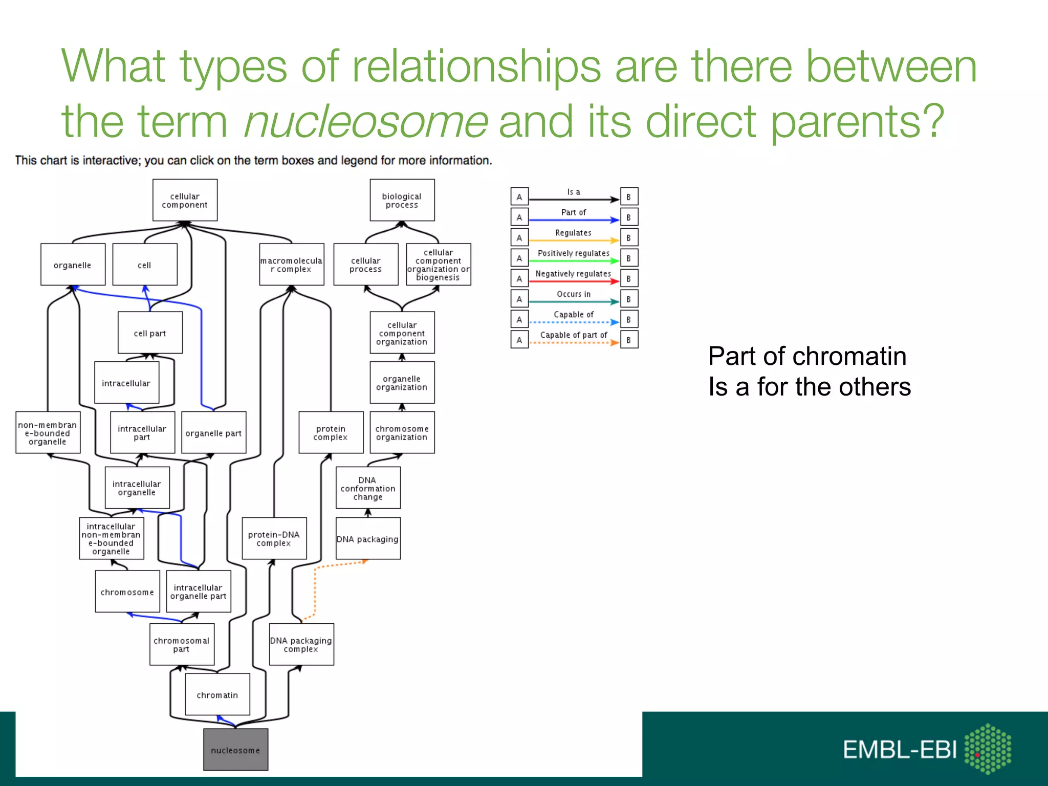 What types of relationships are there between
the term nucleosome and its direct parents?
Part of chromatin
Is a for the others
 