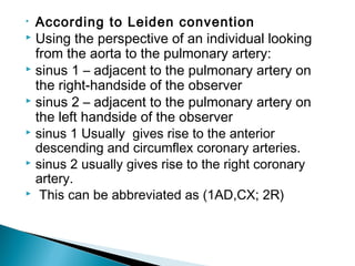 • According to Leiden convention
 Using the perspective of an individual looking
from the aorta to the pulmonary artery:
 sinus 1 – adjacent to the pulmonary artery on
the right-handside of the observer
 sinus 2 – adjacent to the pulmonary artery on
the left handside of the observer
 sinus 1 Usually gives rise to the anterior
descending and circumflex coronary arteries.
 sinus 2 usually gives rise to the right coronary
artery.
 This can be abbreviated as (1AD,CX; 2R)
 