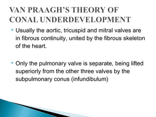  Usually the aortic, tricuspid and mitral valves are
in fibrous continuity, united by the fibrous skeleton
of the heart.
 Only the pulmonary valve is separate, being lifted
superiorly from the other three valves by the
subpulmonary conus (infundibulum)
 