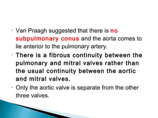 • Van Praagh suggested that there is no
subpulmonary conus and the aorta comes to
lie anterior to the pulmonary artery.
• There is a fibrous continuity between the
pulmonary and mitral valves rather than
the usual continuity between the aortic
and mitral valves.
• Only the aortic valve is separate from the other
three valves.
 