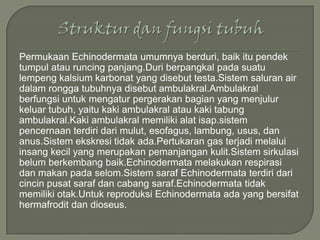Permukaan Echinodermata umumnya berduri, baik itu pendek
tumpul atau runcing panjang.Duri berpangkal pada suatu
lempeng kalsium karbonat yang disebut testa.Sistem saluran air
dalam rongga tubuhnya disebut ambulakral.Ambulakral
berfungsi untuk mengatur pergerakan bagian yang menjulur
keluar tubuh, yaitu kaki ambulakral atau kaki tabung
ambulakral.Kaki ambulakral memiliki alat isap.sistem
pencernaan terdiri dari mulut, esofagus, lambung, usus, dan
anus.Sistem ekskresi tidak ada.Pertukaran gas terjadi melalui
insang kecil yang merupakan pemanjangan kulit.Sistem sirkulasi
belum berkembang baik.Echinodermata melakukan respirasi
dan makan pada selom.Sistem saraf Echinodermata terdiri dari
cincin pusat saraf dan cabang saraf.Echinodermata tidak
memiliki otak.Untuk reproduksi Echinodermata ada yang bersifat
hermafrodit dan dioseus.

 