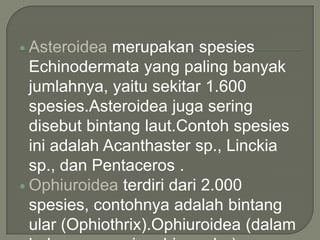  Asteroidea

merupakan spesies
Echinodermata yang paling banyak
jumlahnya, yaitu sekitar 1.600
spesies.Asteroidea juga sering
disebut bintang laut.Contoh spesies
ini adalah Acanthaster sp., Linckia
sp., dan Pentaceros .
 Ophiuroidea terdiri dari 2.000
spesies, contohnya adalah bintang
ular (Ophiothrix).Ophiuroidea (dalam

 