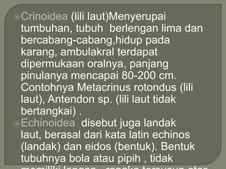  Crinoidea

(lili laut)Menyerupai
tumbuhan, tubuh berlengan lima dan
bercabang-cabang,hidup pada
karang, ambulakral terdapat
dipermukaan oralnya, panjang
pinulanya mencapai 80-200 cm.
Contohnya Metacrinus rotondus (lili
laut), Antendon sp. (lili laut tidak
bertangkai) .
 Echinoidea disebut juga landak
laut, berasal dari kata latin echinos
(landak) dan eidos (bentuk). Bentuk
tubuhnya bola atau pipih , tidak

 
