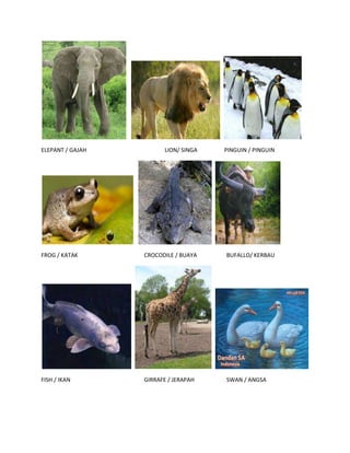 ELEPANT / GAJAH LION/ SINGA PINGUIN / PINGUIN
FROG / KATAK CROCODILE / BUAYA BUFALLO/ KERBAU
FISH / IKAN GIRRAFE / JERAPAH SWAN / ANGSA
 