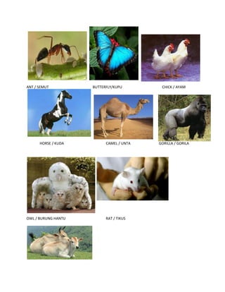ANT / SEMUT BUTTERFLY/KUPU CHICK / AYAM
HORSE / KUDA CAMEL / UNTA GORILLA / GORILA
OWL / BURUNG HANTU RAT / TIKUS
 