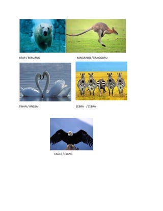 BEAR / BERUANG KANGAROO / KANGGURU
SWAN / ANGSA ZEBRA / ZEBRA
EAGLE / ELANG
 