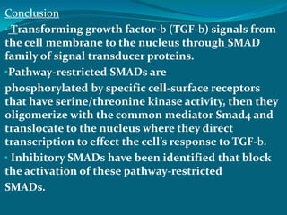 Conclusion
• Transforming growth factor-b (TGF-b) signals from
the cell membrane to the nucleus through SMAD
family of signal transducer proteins.
•Pathway-restricted SMADs are
phosphorylated by specific cell-surface receptors
that have serine/threonine kinase activity, then they
oligomerize with the common mediator Smad4 and
translocate to the nucleus where they direct
transcription to effect the cell’s response to TGF-b.
• Inhibitory SMADs have been identified that block
the activation of these pathway-restricted
SMADs.
 