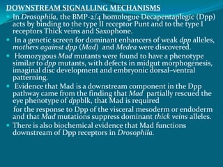 DOWNSTREAM SIGNALLING MECHANISMS
 In Drosophila, the BMP-2/4 homologue Decapentaplegic (Dpp)
acts by binding to the type II receptor Punt and to the type I
receptors Thick veins and Saxophone.
 In a genetic screen for dominant enhancers of weak dpp alleles,
mothers against dpp (Mad) and Medea were discovered.
 Homozygous Mad mutants were found to have a phenotype
similar to dpp mutants, with defects in midgut morphogenesis,
imaginal disc development and embryonic dorsal–ventral
patterning.
 Evidence that Mad is a downstream component in the Dpp
pathway came from the finding that Mad partially rescued the
eye phenotype of dppblk, that Mad is required
for the response to Dpp of the visceral mesoderm or endoderm
and that Mad mutations suppress dominant thick veins alleles.
 There is also biochemical evidence that Mad functions
downstream of Dpp receptors in Drosophila.
 