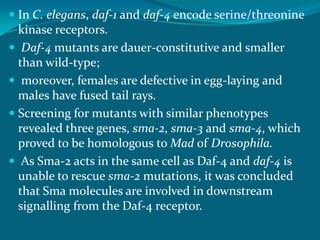  In C. elegans, daf-1 and daf-4 encode serine/threonine
kinase receptors.
 Daf-4 mutants are dauer-constitutive and smaller
than wild-type;
 moreover, females are defective in egg-laying and
males have fused tail rays.
 Screening for mutants with similar phenotypes
revealed three genes, sma-2, sma-3 and sma-4, which
proved to be homologous to Mad of Drosophila.
 As Sma-2 acts in the same cell as Daf-4 and daf-4 is
unable to rescue sma-2 mutations, it was concluded
that Sma molecules are involved in downstream
signalling from the Daf-4 receptor.
 