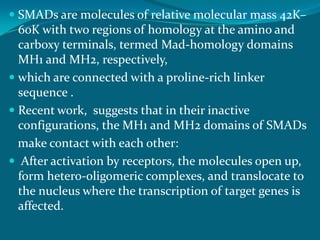  SMADs are molecules of relative molecular mass 42K–
60K with two regions of homology at the amino and
carboxy terminals, termed Mad-homology domains
MH1 and MH2, respectively,
 which are connected with a proline-rich linker
sequence .
 Recent work, suggests that in their inactive
configurations, the MH1 and MH2 domains of SMADs
make contact with each other:
 After activation by receptors, the molecules open up,
form hetero-oligomeric complexes, and translocate to
the nucleus where the transcription of target genes is
affected.
 