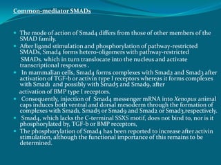 Common-mediator SMADs
 The mode of action of Smad4 differs from those of other members of the
SMAD family.
 After ligand stimulation and phosphorylation of pathway-restricted
SMADs, Smad4 forms hetero-oligomers with pathway-restricted
SMADs. which in turn translocate into the nucleus and activate
transcriptional responses .
 In mammalian cells, Smad4 forms complexes with Smad2 and Smad3 after
activation of TGF-b or activin type I receptors whereas it forms complexes
with Smad1 and possibly with Smad5 and Smad9, after
activation of BMP type I receptors.
 Consequently, injection of Smad4 messenger mRNA into Xenopus animal
caps induces both ventral and dorsal mesoderm through the formation of
complexes with Smad1, Smad5 or Smad9 and Smad2 or Smad3,respectively.
 Smad4, which lacks the C-terminal SSXS motif, does not bind to, nor is it
phosphorylated by, TGF-b or BMP receptors,
 The phosphorylation of Smad4 has been reported to increase after activin
stimulation, although the functional importance of this remains to be
determined.
 