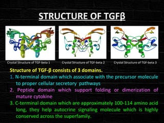 STRUCTURE OF TGFβ
Crystal Structure of TGF-beta 1 Crystal Structure of TGF-beta 2 Crystal Structure of TGF-beta 3
Structure of TGF-β consists of 3 domains.
1. N-terminal domain which associate with the precursor molecule
to proper cellular secretory pathways
2. Peptide domain which support folding or dimerization of
mature cytokine
3. C-terminal domain which are approximately 100-114 amino acid
long, they help autocrine signaling molecule which is highly
conserved across the superfamily.
 