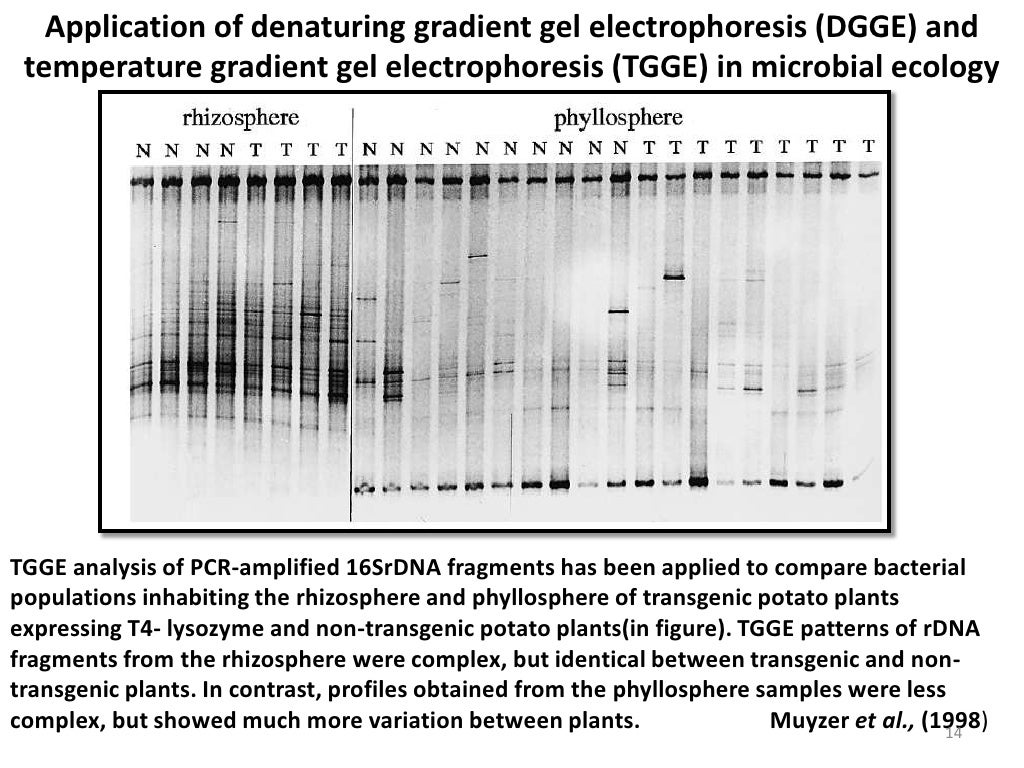 Temperature Gradient Gel Electrophoresis