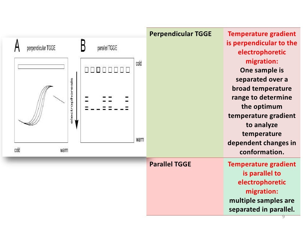 Temperature Gradient Gel Electrophoresis