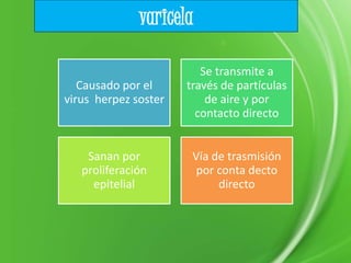 varicela
Causado por el
virus herpez soster
Se transmite a
través de partículas
de aire y por
contacto directo
Sanan por
proliferación
epitelial
Vía de trasmisión
por conta decto
directo
 