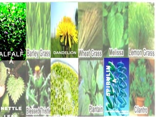 Whole Fruit Juice Blends

SPIRULIN
A

• More than 22,000 Phytho-nutrients
Whole Fruit Juice Blends
• 29 Vitamins, Minerals and Trace Minerals
• 12 Whole Fruit Juice Blend
• 12 Whole Vegetable Juice Blend
DANDELION
ALFALF
• 18 Amino Acids
A
• 14 Green Foods/Spirulina Blend
• 12 Mushrooms
Whole Veggies Blends
• 12 Digestive Enzymes
• 12 Specialty Nutrients
• 10 Essential Fatty Acids
Mushrooms
• 5 Anti-Aging/Anti Oxidants Enhancer
• 4 Longivity Polyphenols/Mega Resveratrol Blend
NETTLE

 