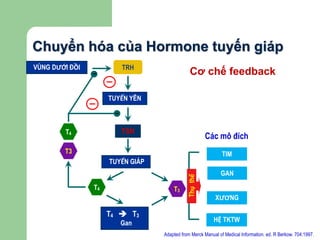 Chuyển hóa của Hormone tuyến giáp
Adapted from Merck Manual of Medical Information. ed. R Berkow. 704:1997.
T4
T3
TUYẾN YÊN
TUYẾN GIÁP
VÙNG DƯỚI ĐỒI TRH
T4  T3
Gan
T4 T3
TIM
GAN
XƯƠNG
HỆ TKTW
Thụthể
Các mô đích
–
–
TSH
Cơ chế feedback
 