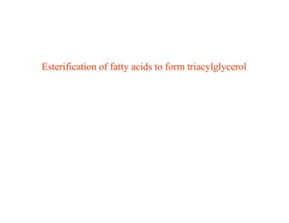Esterification of fatty acids to form triacylglycerol
 