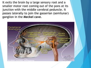 It exits the brain by a large sensory root and a
smaller motor root coming out of the pons at its
junction with the middle cerebral peduncle. It
passes laterally to join the gasserian (semilunar)
ganglion in the Meckel cave.
 
