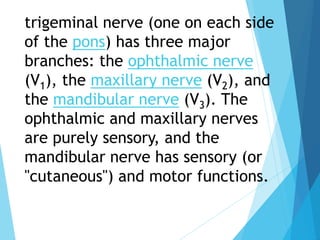 trigeminal nerve (one on each side
of the pons) has three major
branches: the ophthalmic nerve
(V1), the maxillary nerve (V2), and
the mandibular nerve (V3). The
ophthalmic and maxillary nerves
are purely sensory, and the
mandibular nerve has sensory (or
"cutaneous") and motor functions.
 
