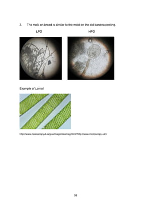Lpo Microscope Example Science 7 Teachers Guide Department of Education | PDF
