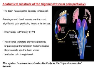 Trigeminovascular System Seminar PPTX trigeminovascular-system-seminar-pptx