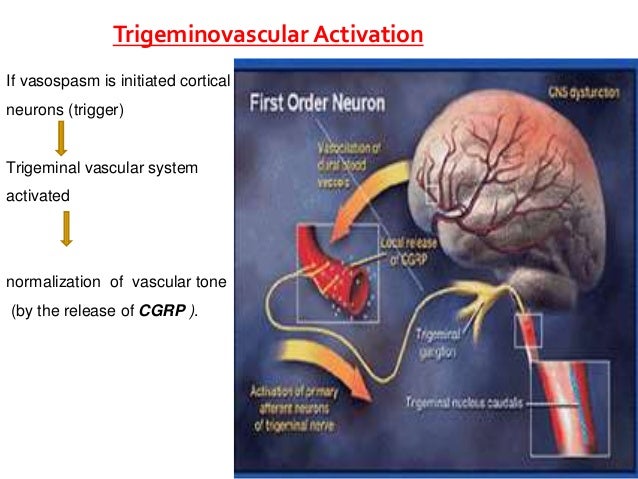 Trigeminovascular System Seminar trigeminovascular-system-seminar