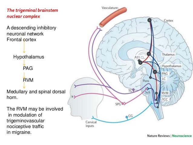Trigeminovascular System Seminar trigeminovascular-system-seminar
