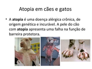 Atopia em cães e gatos
• A atopia é uma doença alérgica crônica, de
origem genética e incurável. A pele do cão
com atopia apresenta uma falha na função de
barreira protetora.
 