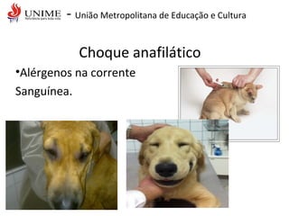 - União Metropolitana de Educação e Cultura
Choque anafilático
•Alérgenos na corrente
Sanguínea.
 