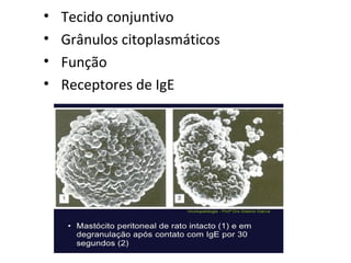 • Tecido conjuntivo
• Grânulos citoplasmáticos
• Função
• Receptores de IgE
 