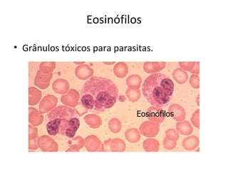 Eosinófilos
• Grânulos tóxicos para parasitas.
 