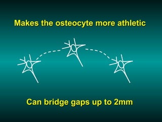 Makes the osteocyte more athletic




   Can bridge gaps up to 2mm
 
