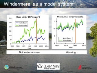 Windermere, as a model system
Mean winter SRP (mg m
-3
)
0
5
10
15
20
25
30
1950 1960 1970 1980 1990 2000 2010
Year
North Basin
South Basin
6
8
10
12
1950 1970 1990 2010
Year
Mean surface temperature (oC)
North Basin
South Basin
Nutrient enrichment Warming
 