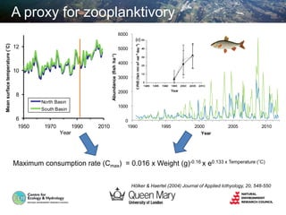 A proxy for zooplanktivory
0
1000
2000
3000
4000
5000
6000
1990 1995 2000 2005 2010
Abundance(fishha-1)
Year
6
8
10
12
1950 1970 1990 2010
Year
Mean surface temperature (oC)
North Basin
South Basin
Meansurfacetemperature(˚C)
Maximum consumption rate (Cmax) = 0.016 x Weight (g)-0.16 x e0.133 x Temperature (˚C)
Hölker & Haertel (2004) Journal of Applied Icthyology, 20, 548-550
 