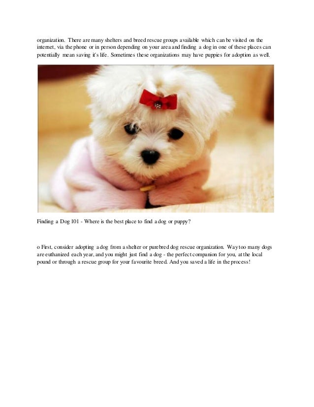 find puppies in your area