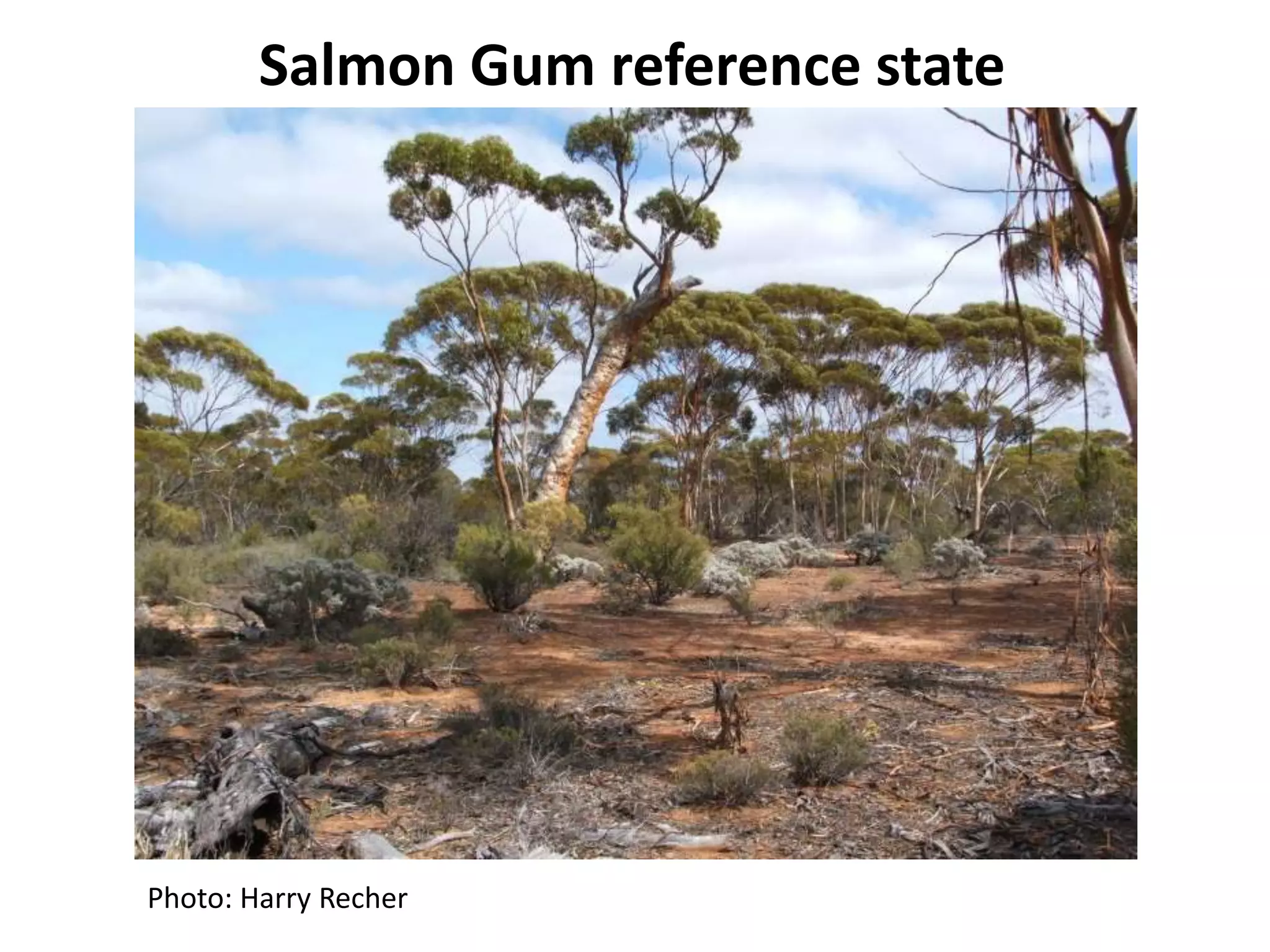 Photo: Harry Recher
Salmon Gum reference state
 