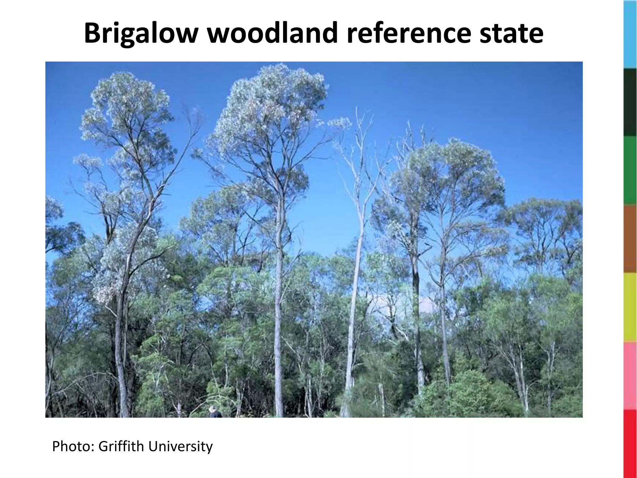 Photo: Griffith University
Brigalow woodland reference state
 