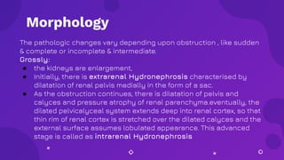 The pathologic changes vary depending upon obstruction , like sudden
& complete or incomplete & intermediate.
Grossly:
● the kidneys are enlargement,
● Initially, there is extrarenal Hydronephrosis characterised by
dilatation of renal pelvis medially in the form of a sac.
● As the obstruction continues, there is dilatation of pelvis and
calyces and pressure atrophy of renal parenchyma.eventually, the
dilated pelvicalyceal system extends deep into renal cortex, so that
thin rim of renal cortex is stretched over the dilated calyces and the
external surface assumes lobulated appearance. This advanced
stage is called as intrarenal Hydronephrosis
Morphology
 