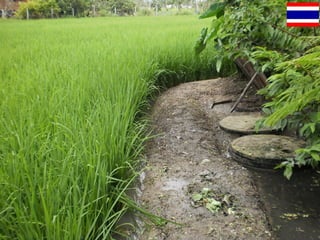 The study of hygienic practices of small scale poultry slaughter house in Asian partnership countries