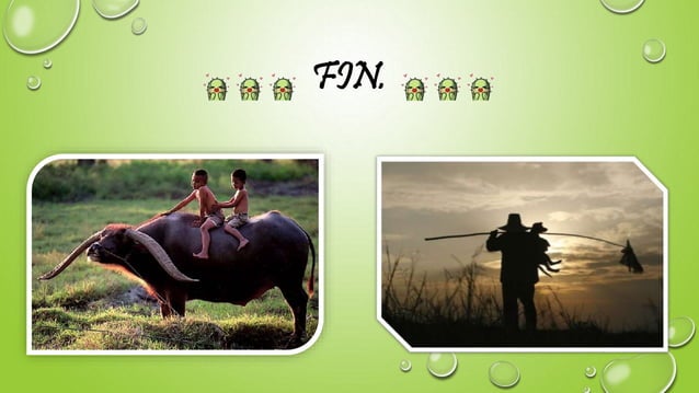 Thai blessing ceremony for rice | PPTX | Asia Travel | Travel Locations