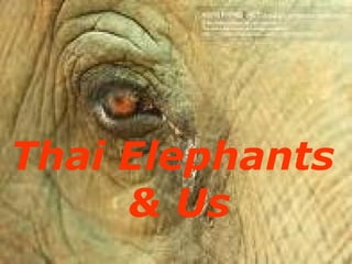 Thai Elephants  & Us 