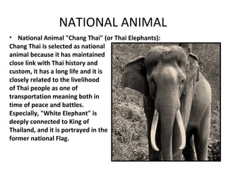 NATIONAL ANIMAL
• National Animal "Chang Thai" (or Thai Elephants):
Chang Thai is selected as national
animal because it has maintained
close link with Thai history and
custom, it has a long life and it is
closely related to the livelihood
of Thai people as one of
transportation meaning both in
time of peace and battles.
Especially, "White Elephant" is
deeply connected to King of
Thailand, and it is portrayed in the
former national Flag.
 