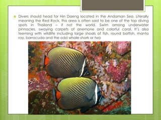    Divers should head for Hin Daeng located in the Andaman Sea. Literally
    meaning the Red Rock, this area is often said to be one of the top diving
    spots in Thailand – if not the world. Swim among underwater
    pinnacles, swaying carpets of anemone and colorful coral. It‟s also
    teeming with wildlife including large shoals of fish, round batfish, manta
    ray, barracuda and the odd whale shark or two
 