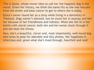 This is Gluta, whose owner likes to call her the happiest dog in the
world. Given her history, we think the name fits as she was rescued
from the street and beat cancer to get to where she is today.
Gluta’s owner found her as a stray while living in a dormitory in
Thailand. Dogs weren’t allowed, but he snuck her in anyway and fed
her because of her friendliness and tidiness. When she fell ill in her
battle with uteral cancer, both she and her owner stuck through it
and she beat the illness.
Now, she’s a beautiful, clever and, most importantly, well-loved dog
who loves to pose for adorable and silly photos. Her happiness is
infectious and, given what she’s lived through, heartfelt and real!
 