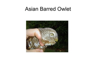 Asian Barred Owlet 