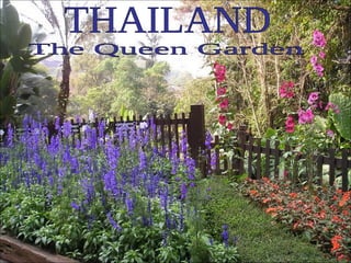 THAILAND The Queen Garden 