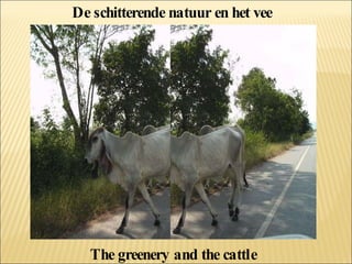 De schitterende natuur en het vee The greenery and the cattle 