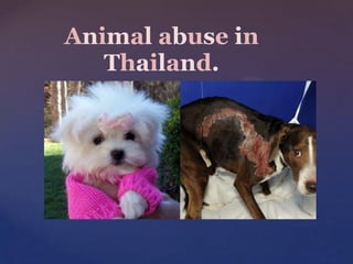 Animal abuse in
   Thailand.


{
 