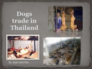 Dogs
 trade in
 Thailand




By Jean and Nat
 